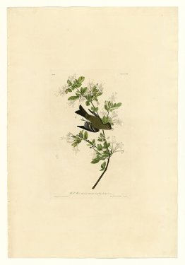 Plate 115 Wood Pewee