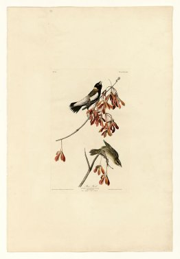 Plate 54. Rice Bird