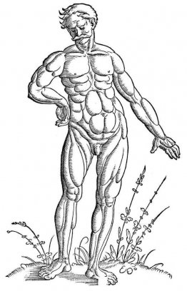 Muscle man standing