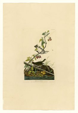 Plate 143 Golden-crowned Thrush