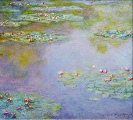 Water Lilies