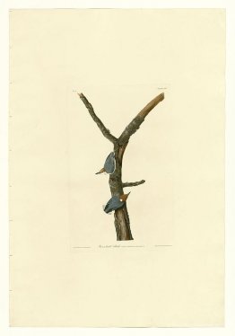 Plate 125 Brown-headed Nuthatch