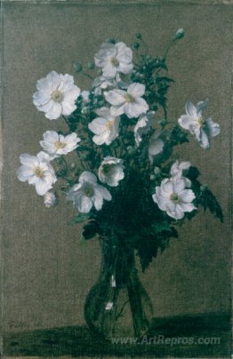 Japanese Anemones