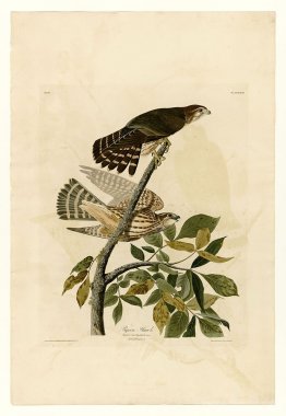 Plate 92 Pigeon Hawk