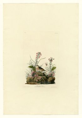 Plate 130 Yellow-winged Sparrow