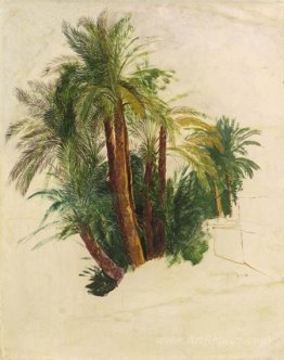 Study of palm trees