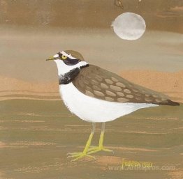 Ringed plover