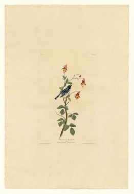 Plate 155 Black-throated Blue Warbler