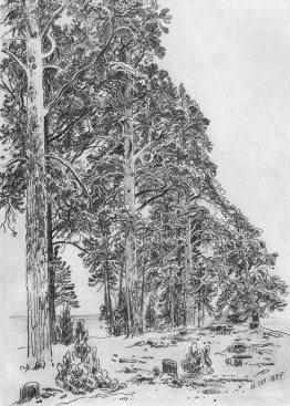 Pines on the beach