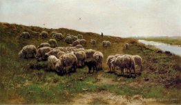 Sheep on a dyke