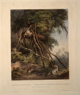 Tombs of Assiniboin Indians on Trees, plate 30 from volume 1 of