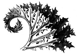 Acanthus