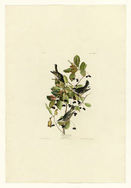 Plate 133 Black-poll Warbler