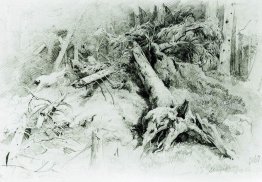 Wind Fallen Trees