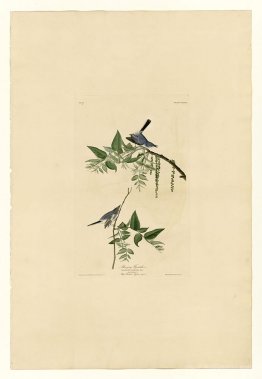 Plate 84 Blue-Grey Fly-catcher