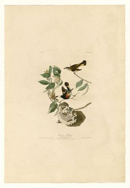 Plate 40. American Redstart