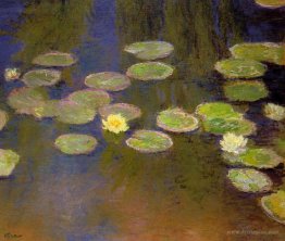 Water Lilies