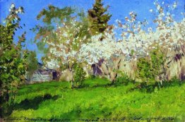 Apple trees in blossom