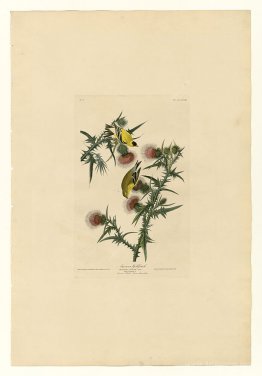 Plate 33. American Goldfinch