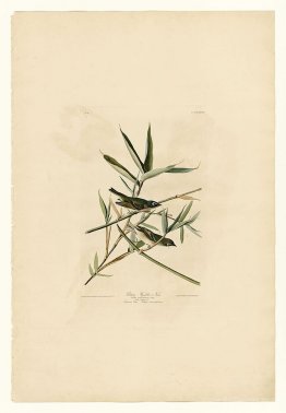 Plate 28. Solitary Flycatcher or Vireo