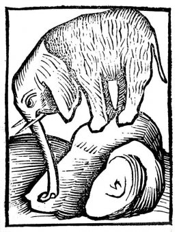 Elephant in Hortus sanitatis