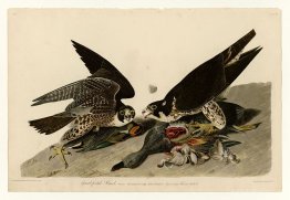 Plate 16. Great-footed Hawk