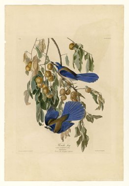 Plate 87 Florida Jay