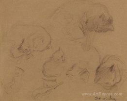 Cat Study