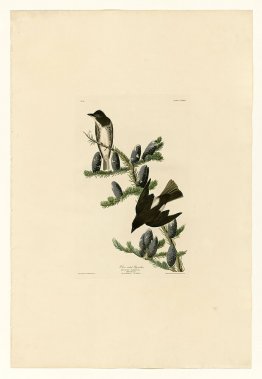 Plate 174 Olive sided Flycatcher