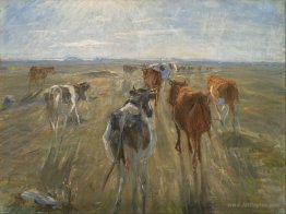 Long Shadows. Cattle on the Island of Saltholm