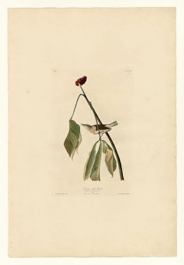 Plate 19. Louisiana Water Thrush