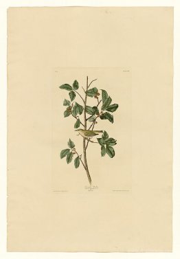 Plate 154 Tennessee Warbler