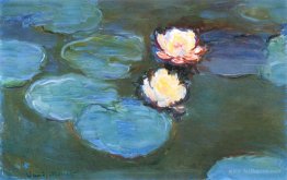 Water Lilies