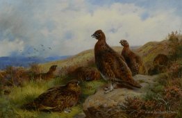 Red Grouse Packing