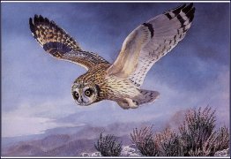 Short-eared Owl