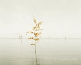 Orange Leaves, Ariake Sea, Japan