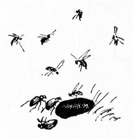 Insects