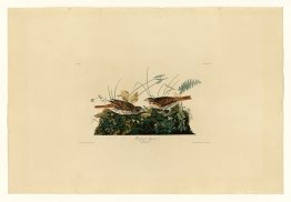 Plate 108 Fox-coloured Sparrow