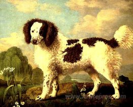 Brown and White Norfolk or Water Spaniel