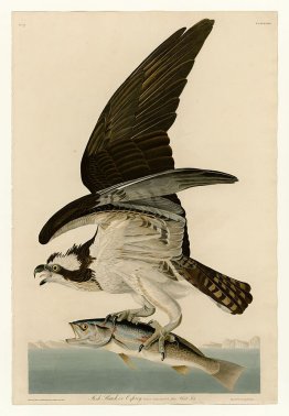 Plate 81 Fish Hawk or Osprey