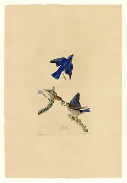 Plate 113 Blue-bird