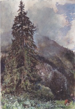 The large pine in Gastein