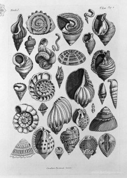 Various shells taken from the real