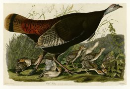 Plate 6. Wild Turkey