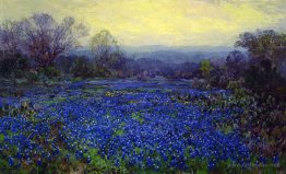 Field of Bluebonnets