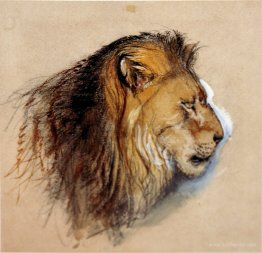 Lion's profile from life