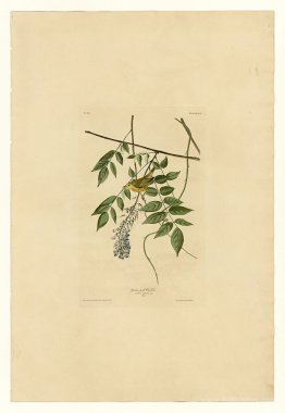 Plate 95 Yellow-poll Warbler