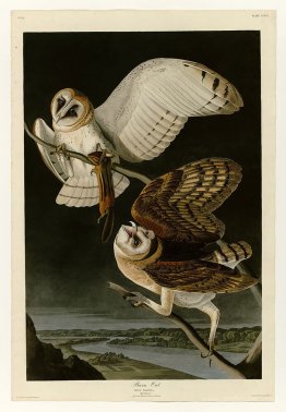 Plate 171 Barn Owl