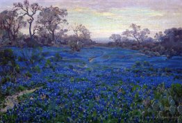 Bluebonnets at Twilight, near San Antonio