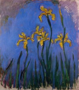 Yellow Irises